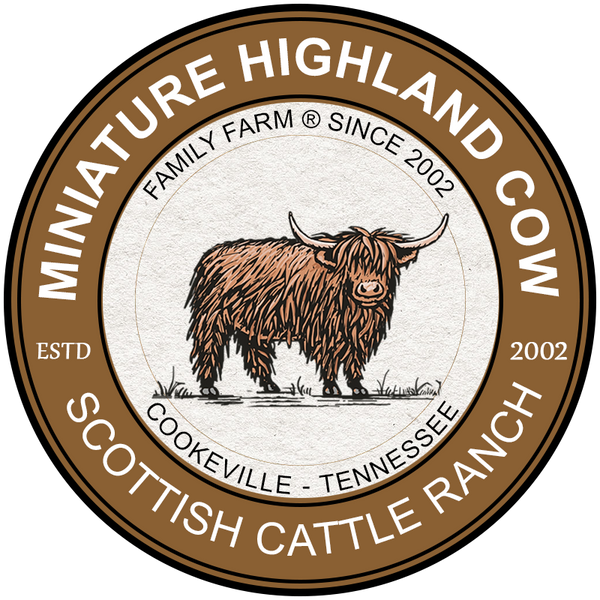 MINIATURE HIGHLAND COW